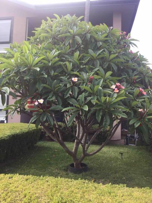 Appartamento Frangipani Sydney Esterno foto